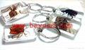 real insect Lucite amber keychains 5