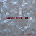 shell mosaic tile 3