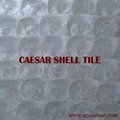shell tile 4