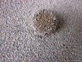 0.5mm-1.5mm irregular cat litter 1