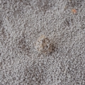 原味溶解沖水膨潤土圓球貓砂5L