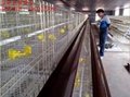 肉鸡养殖自动化设备 