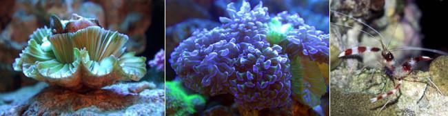 茶几旋風式水族魚缸燈 2