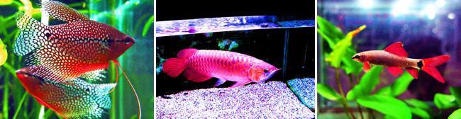 茶几旋風式水族魚缸燈 3