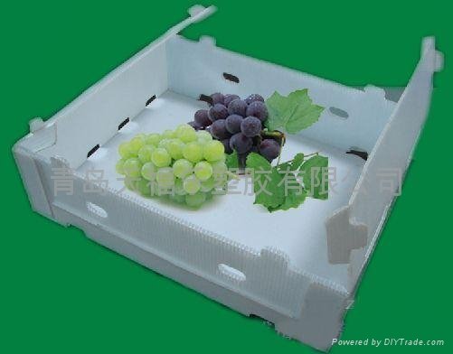 PP Plastic Corrugated Box for Grape 3