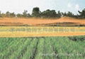 水稻育种防鸟网 2