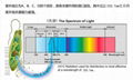  UV sterilizing lamp for cat, dog and petp-C4 9