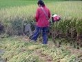 小型水稻收割機批發