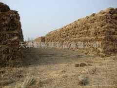 北京稻草