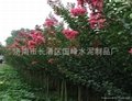 济南长清苗圃基地紫薇百日红 2