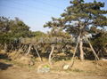 迎客松济南迎客松观赏松苗圃迎客松基地