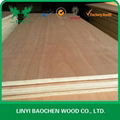 Bintangor Plywood  FSC PLYWOOD  2