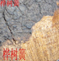 樺褐孔菌