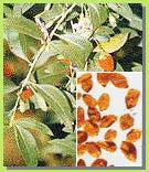  Wolfberry Extract 