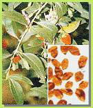 Wolfberry Extract