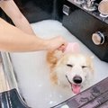 Microbubble Spa Tub for pet wash