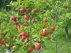 Nitrogen fixing biofertilizer