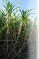 Biofertilizer for Sugarcane,