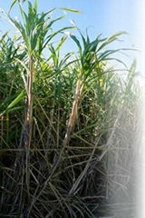 Biofertilizer for Sugarcane, 