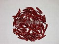 red chaotian chilli 1