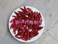 red chaotian chilli 3