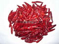red chaotian chilli 4