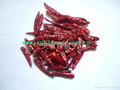 red chaotian chilli 5