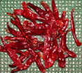 dry chilli 4