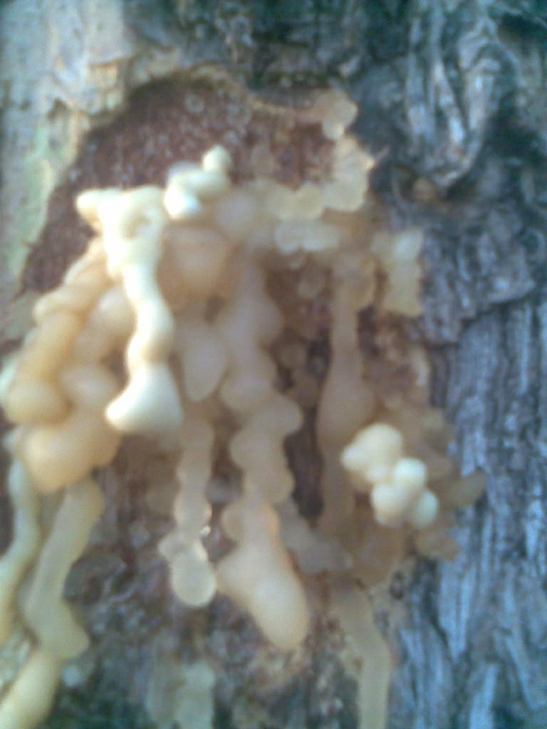 Tapped Gum Olibanum tree and its product 