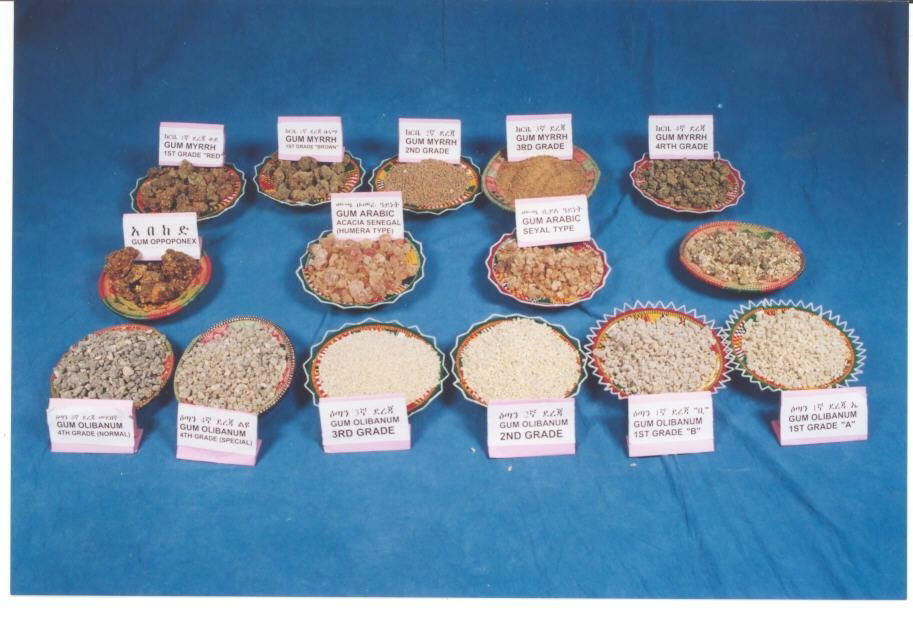 Cleaning,Sifting and Grading process of Gum Olibanum 