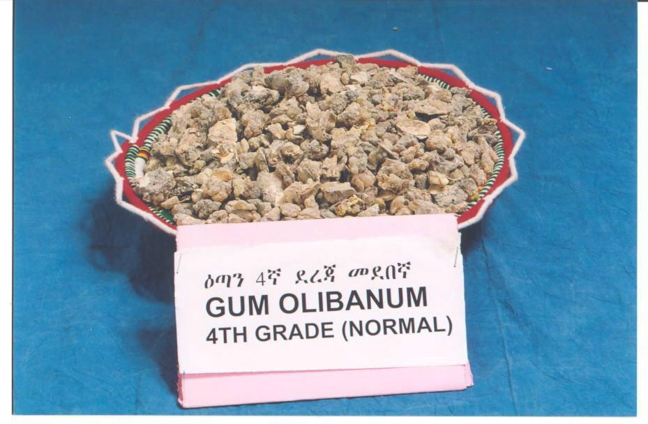 GUM OLIBANUM 4TH GARDE NORMAL