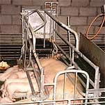 farrowing crate 4