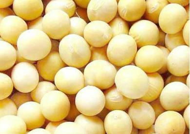 soybean extract 