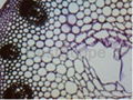 Bestscope Blm-212 LCD Digital Biological Microscope