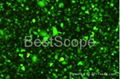 Hot sale BestScope BS-2072FB Fluorescent Biological Microscope 