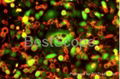 Hot sale BestScope BS-2072FB Fluorescent Biological Microscope 