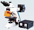 Fluorescence biological microscope 1