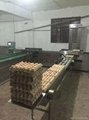 深圳振野10000枚鸡蛋清洗分级一体化洗蛋机 5