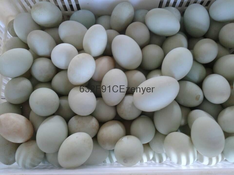 深圳振野304不锈钢15000枚双排上蛋鸭蛋清洗机 3