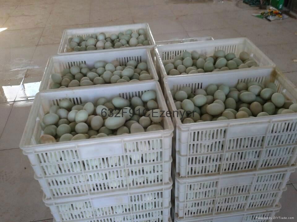 深圳振野304不鏽鋼15000枚雙排上蛋鴨蛋清洗機 4