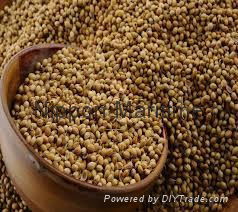 Coriander Seed