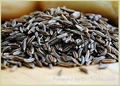 Cumin Seed