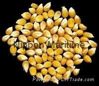 Dried Yellow Maize