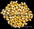 Dried Yellow Maize 1