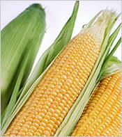 Maize