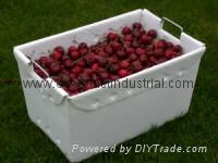 Fruit and Vegetable Packaging Box 2