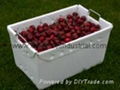 Fruit and Vegetable Packaging Box 2