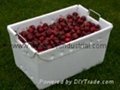 Fruit and Vegetable Packaging Box