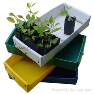 Fruit and Vegetable Packaging Box 4