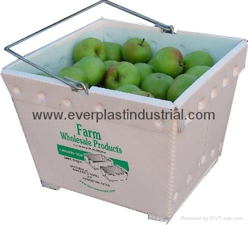 Fruit and Vegetable Packaging Box 5